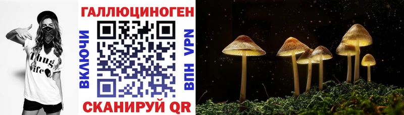 Купить  Куртамыш  Галлюциногенные грибы Psilocybe 